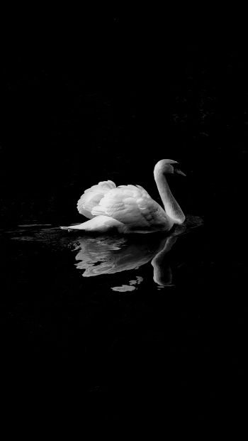 swan, lake, black and white Wallpaper 640x1136