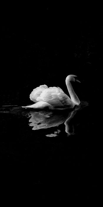 swan, lake, black and white Wallpaper 720x1440