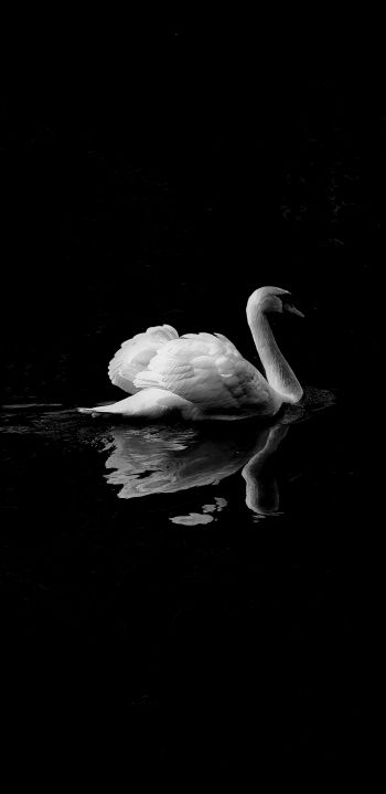 swan, lake, black and white Wallpaper 1080x2220