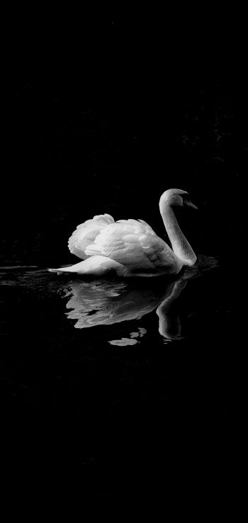 swan, lake, black and white Wallpaper 1080x2280
