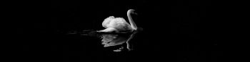 swan, lake, black and white Wallpaper 1590x400