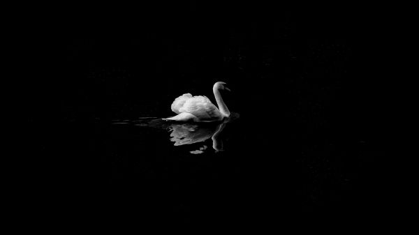 swan, lake, black and white Wallpaper 1366x768