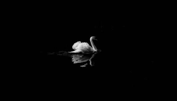 swan, lake, black and white Wallpaper 4928x2828