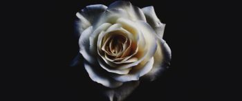 white rose, black Wallpaper 3440x1440