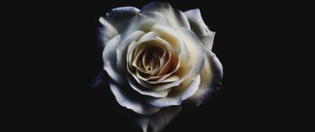 white rose, black Wallpaper 2560x1080