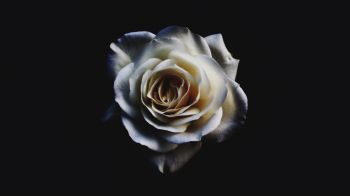 Обои 1600x900 белая роза, черный