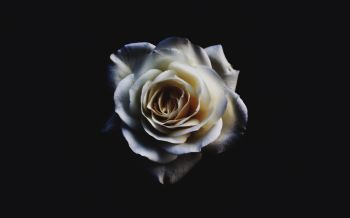 Обои 2560x1600 белая роза, черный