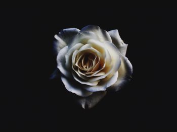 Обои 1024x768 белая роза, черный