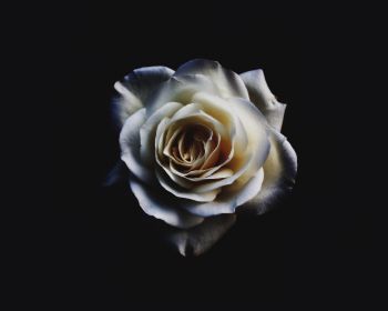 Обои 1280x1024 белая роза, черный
