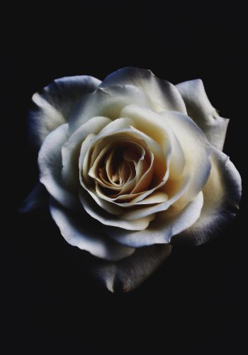 Обои 1668x2388 белая роза, черный