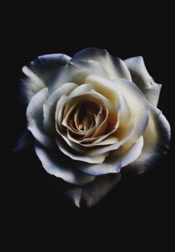 Обои 1640x2360 белая роза, черный