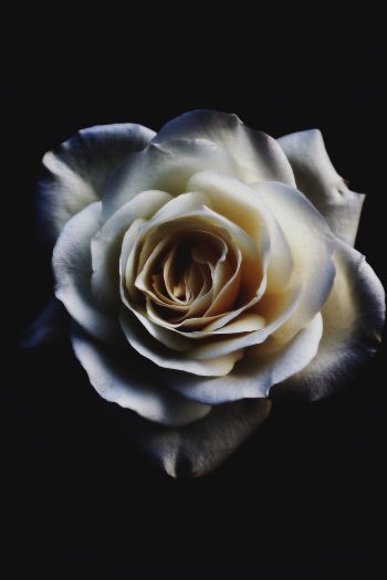 Обои 640x960 белая роза, черный