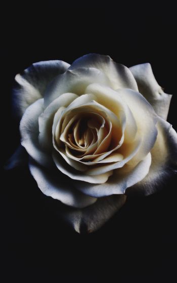 white rose, black Wallpaper 1752x2800