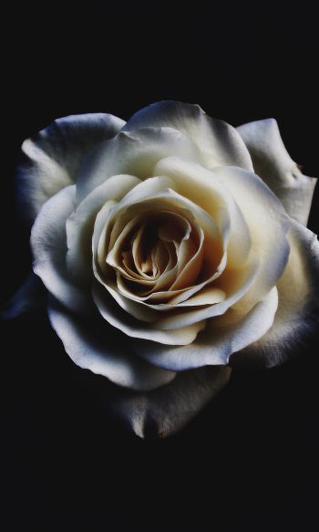 white rose, black Wallpaper 1200x2000