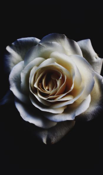 white rose, black Wallpaper 600x1024