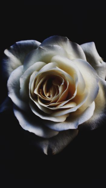 Обои 1440x2560 белая роза, черный