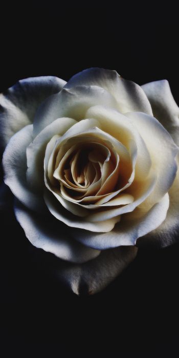 Обои 720x1440 белая роза, черный