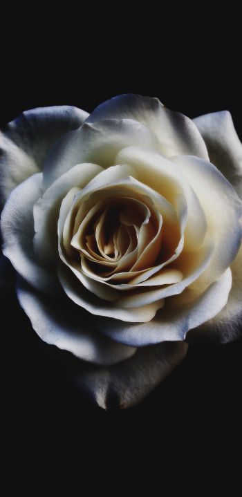 Обои 1080x2220 белая роза, черный