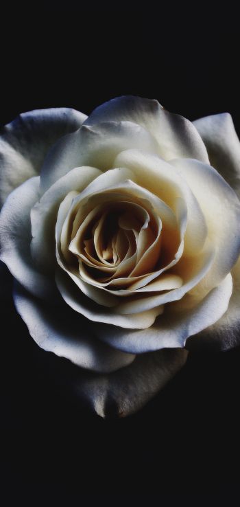 Обои 720x1520 белая роза, черный