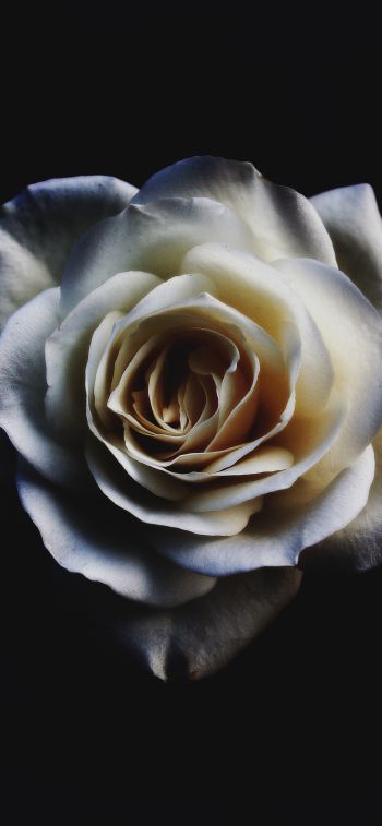 Обои 828x1792 белая роза, черный
