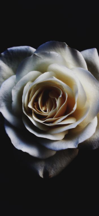 Обои 1080x2340 белая роза, черный