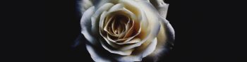 white rose, black Wallpaper 1590x400