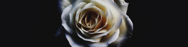 white rose, black Wallpaper 1590x400