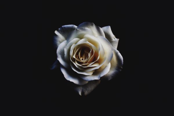 white rose, black Wallpaper 5456x3632