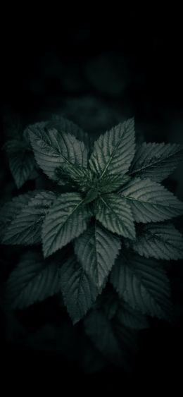 black, green Wallpaper 1080x2340