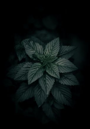 black, green Wallpaper 1640x2360