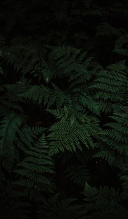 fern, green, black Wallpaper 600x1024