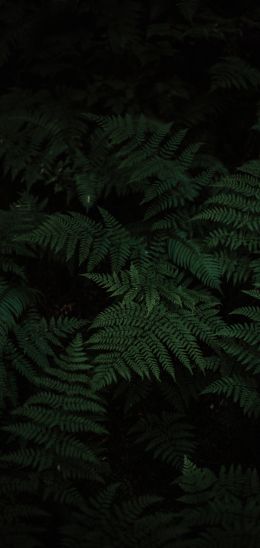 fern, green, black Wallpaper 1440x3040