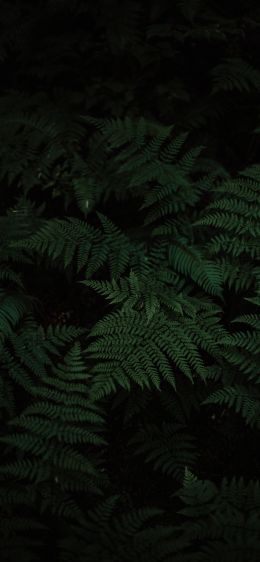 fern, green, black Wallpaper 1125x2436