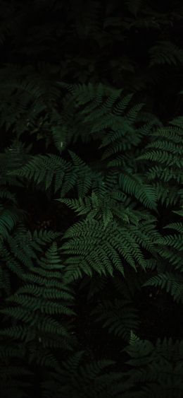 fern, green, black Wallpaper 1080x2340