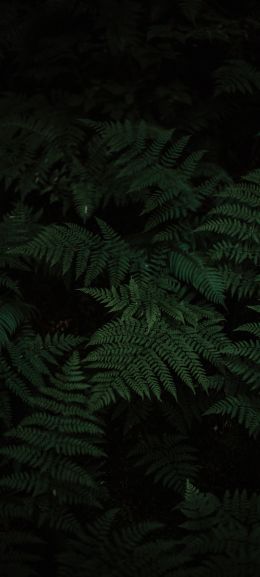 fern, green, black Wallpaper 720x1600