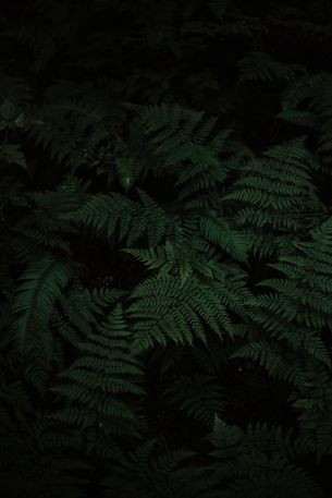 fern, green, black Wallpaper 3648x5472