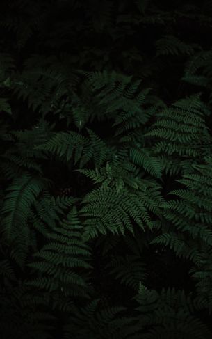 fern, green, black Wallpaper 1752x2800