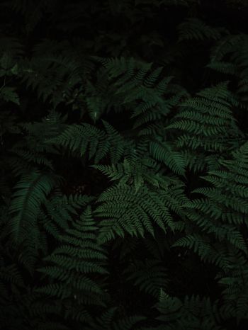 fern, green, black Wallpaper 1668x2224
