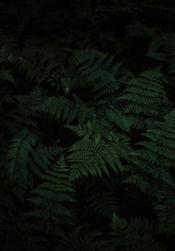 fern, green, black Wallpaper 1668x2388
