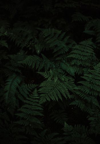 fern, green, black Wallpaper 1640x2360