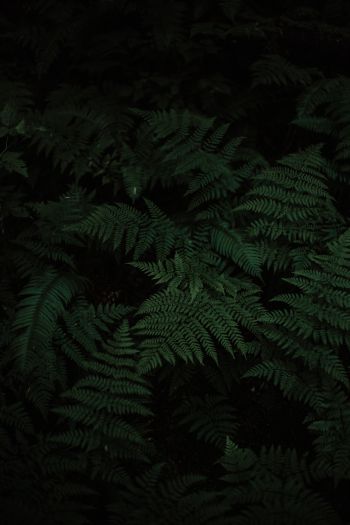 fern, green, black Wallpaper 640x960