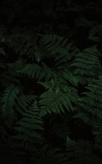 fern, green, black Wallpaper 1600x2560