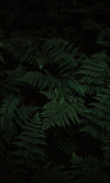 fern, green, black Wallpaper 1200x2000