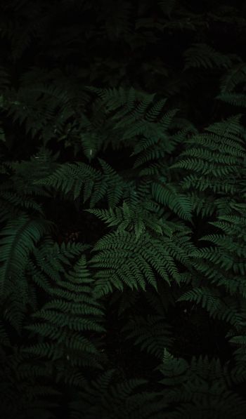 fern, green, black Wallpaper 600x1024