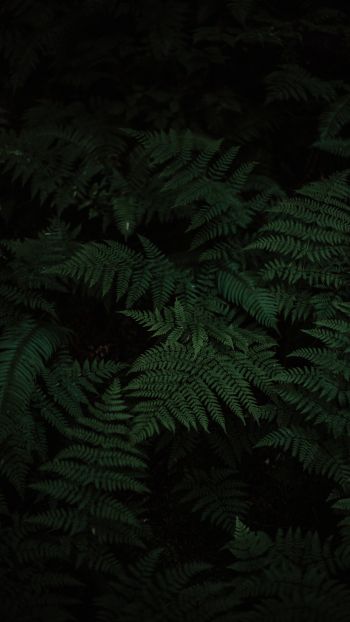 fern, green, black Wallpaper 1440x2560