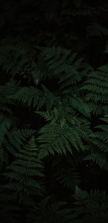 fern, green, black Wallpaper 1440x2960