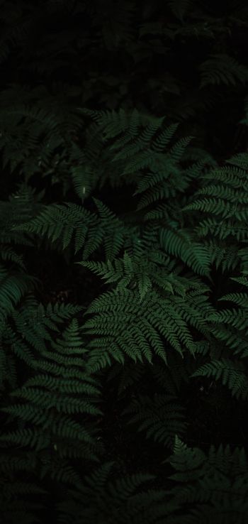 fern, green, black Wallpaper 1080x2280