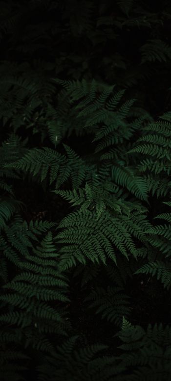 fern, green, black Wallpaper 1440x3200