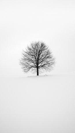 tree, white, aesthetics Wallpaper 2160x3840