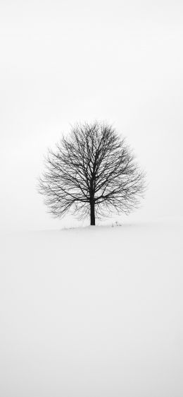 tree, white, aesthetics Wallpaper 1284x2778